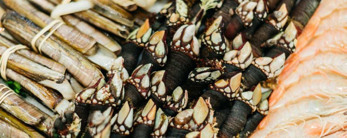 de donde son los mejores percebes